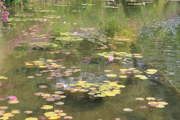laghetto di monet