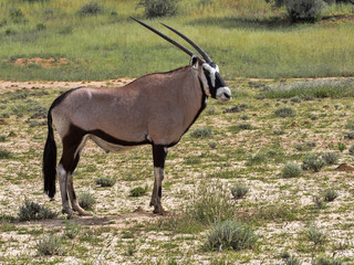 Gemsbok, Oryx gazella gazela, Kalahari South Africa