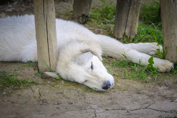 Sheepdog sleeps in the shade
