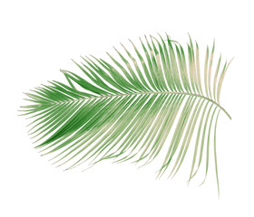 concept summer with green palm leaf from tropical . frond floral leaves branches tree isolated on white pattern background. flat lay, top view.
