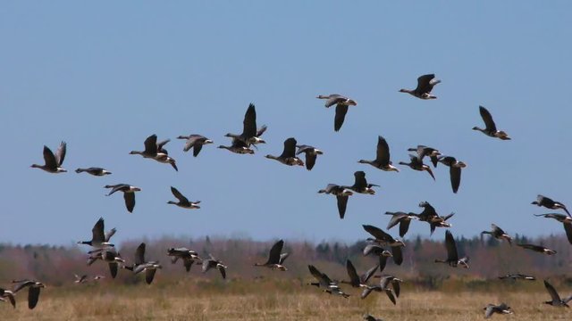 Wild migratory geese fly over the fields. Hunting season of shooting birds. 