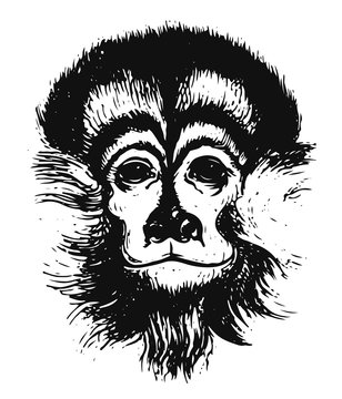 capuchin monkey head #vector #isolated - Kapuzineraffe Affenkopf