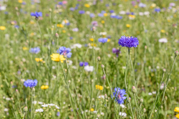A field full of wild flowers on a summer day