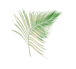 concept summer with green palm leaf from tropical . frond floral leaves branches tree isolated on white pattern background. flat lay, top view.