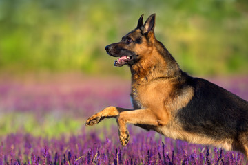 Shephard dog run fast in violet flowers