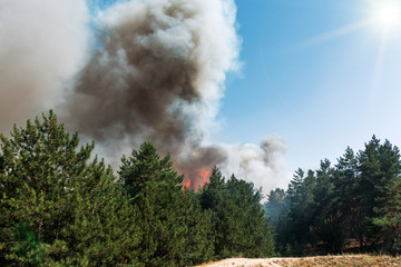 Fototapeta na wymiar fire. wildfire, burning pine forest in the smoke and flames.