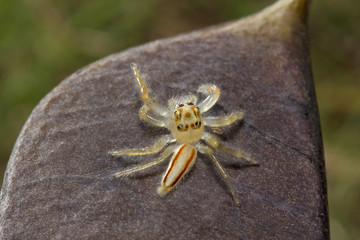 Jumping spider, Telamonia dimidiata, Salticidae, NCBS, Bangalore