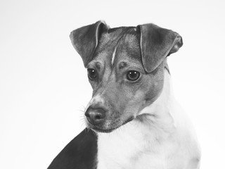 Black and white dog portrait. Brazilian terrier posing in studio with white background. Copy space.