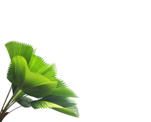 leaf of palm tree isolated on white background