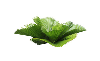 leaf of palm tree isolated on white background.clipping path © studio2013
