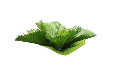 leaf of palm tree isolated on white background.clipping path