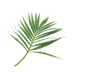 green leaf of palm tree isolated on white background