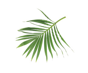 Fototapeta premium green leaf of palm tree isolated on white background