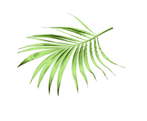 green leaf of palm tree isolated on white background