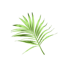 green leaf of palm tree isolated on white background