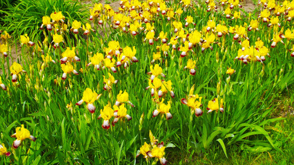 Fototapeta premium A bed of beautiful yellow irises.