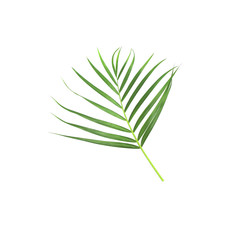 green leaf of palm tree isolated on white background