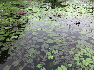 group of pink lotus in the pond from high view