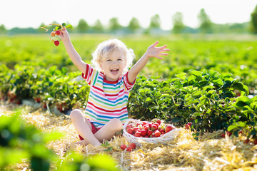 Kids pick strawberry on berry field in summer