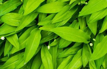 Obraz premium Green leaves for background