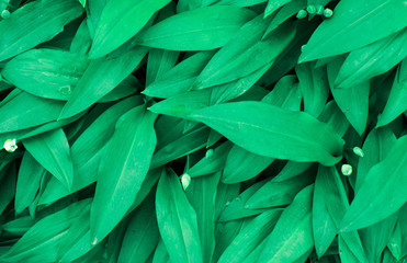 Naklejka na ściany i meble Green leaves for background