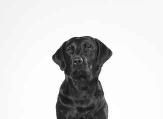 Black and white portrait of a dog isolated on white. Copy space. Dog breed is a labrador.