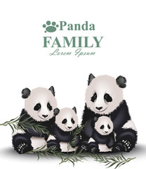 Panda family Vector. Cute animals detailed illustrations © castecodesign