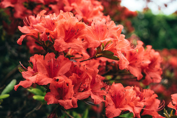 Closeup image of beautiful flowers wall background with amazing red and white roses.