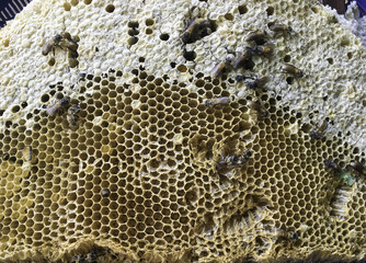 honeycomb structure with group of bees gather on top