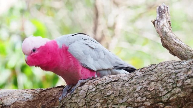 A Galah, a pink and grey coloured cockatoo, photographed in the forests of South Western Australia. Found in most areas of Australia, they are a highly intelligent, social and adaptable parrot.