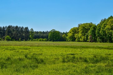 Sunny spring landscape. A hunting tower on a clearing in a green forest.