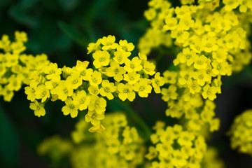 Little yellow flowers on green background