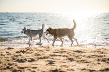 Two dogs walking on the sea shore