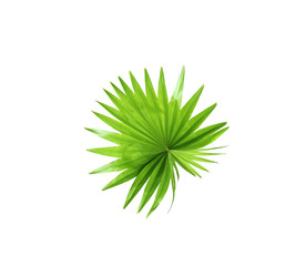 green leaf of palm tree isolated on white background