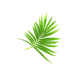 green leaf of palm tree isolated on white background