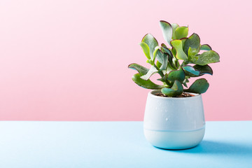 Indoor plant succulent plant in gray ceramic pot on blue and pink background with copy space.