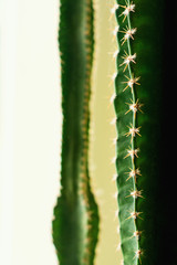 cactus closeup on background framed pattern