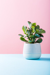 Indoor plant succulent plant in gray ceramic pot on blue and pink background with copy space.