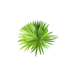 green leaf of palm tree isolated on white background