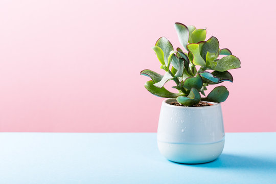 Fototapeta Indoor plant succulent plant in gray ceramic pot on blue and pink background with copy space.