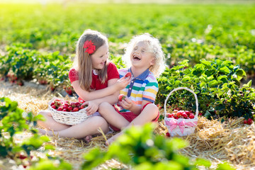 Kids pick strawberry on berry field in summer
