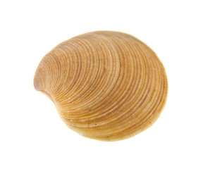 shell isolated on white background