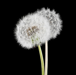 white fluffy dandelions on a black background