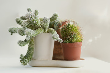 cactus closeup on background