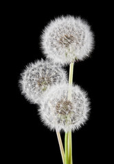 dandelions isolated on a black background