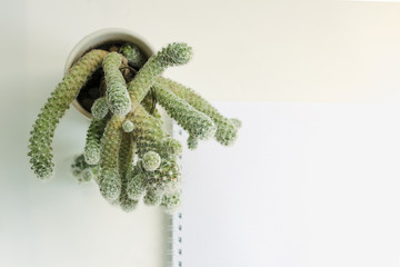 cactus closeup on background notebook view from above, top view
