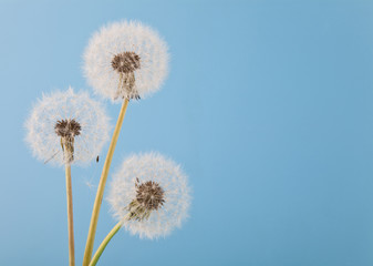 white, fluffy dandelions on a blue background