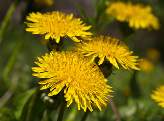 spring landscape yellow dandelion flowers in the grass
