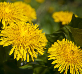 spring landscape yellow dandelion flowers in the grass