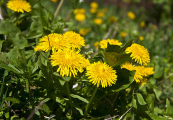spring landscape yellow dandelion flowers in the grass